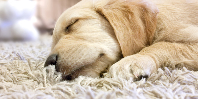 Pet stain and odor removal services Houston Texas Pet stain and odor removal services Houston Texas